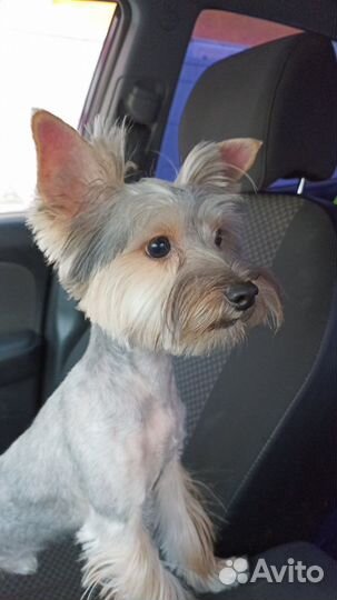 Продам йорка