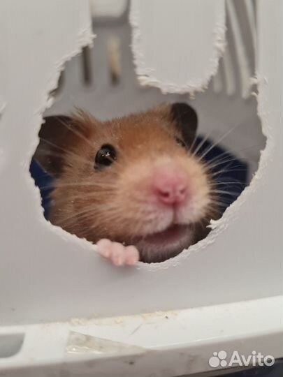 Отдам сирийского хомяка