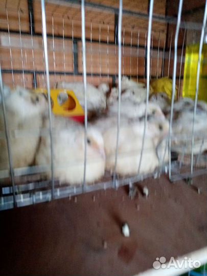 Яйцо перепелиное