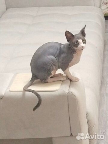 Канадский сфинкс