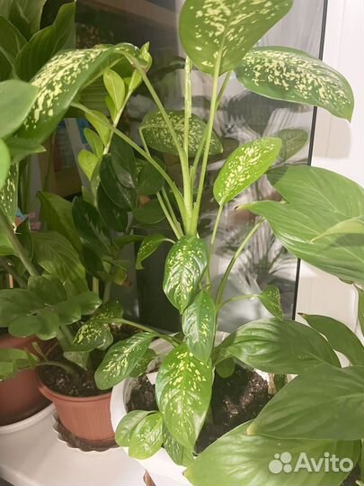 Диффенбахия