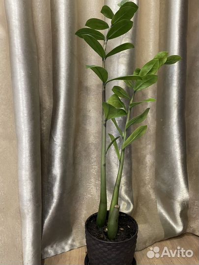 Замиокулькас