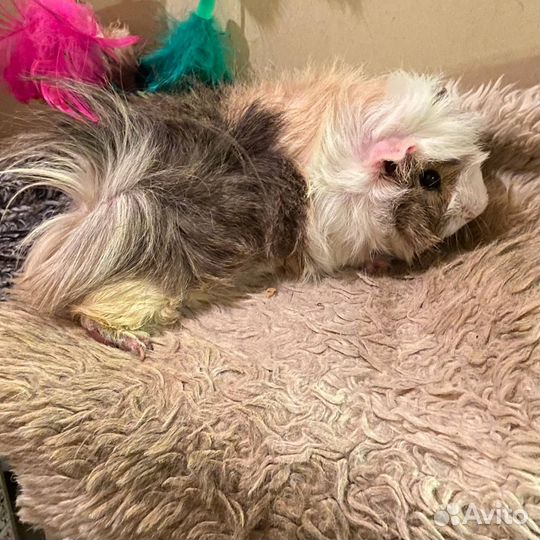 Морские свинки малыши