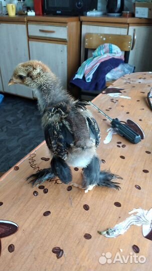 Куры цыплята