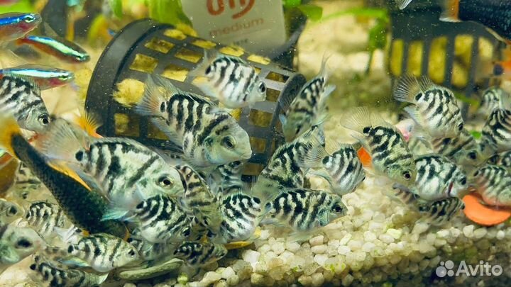 Рыбка сапфировый попугай