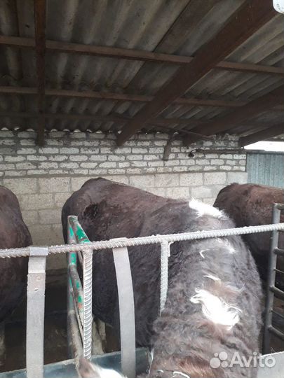 Бычки и быки