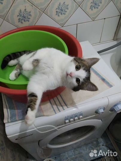 Проша Великолепный