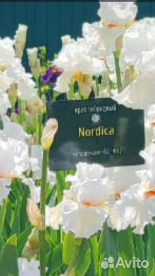 Сортовой Ирис