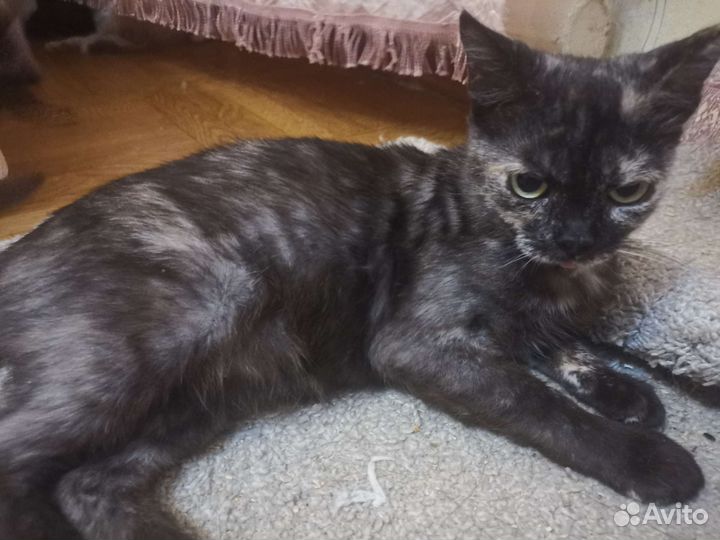 Кошка