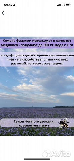 Семена фацелии