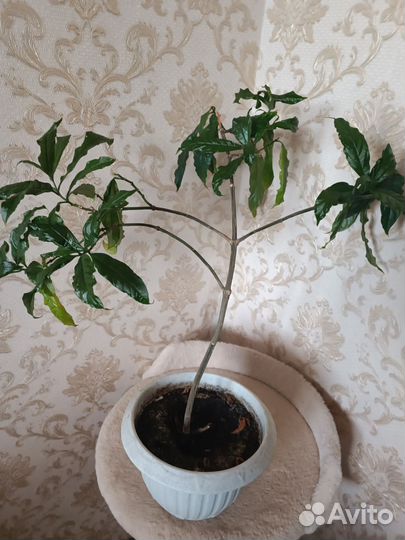 Клеродендрум