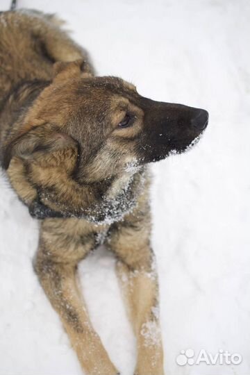 Нюша хочет домой