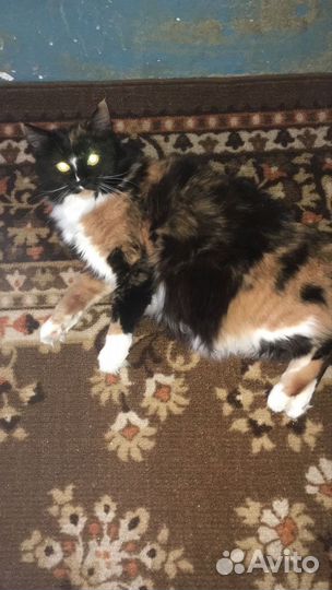 Кошка