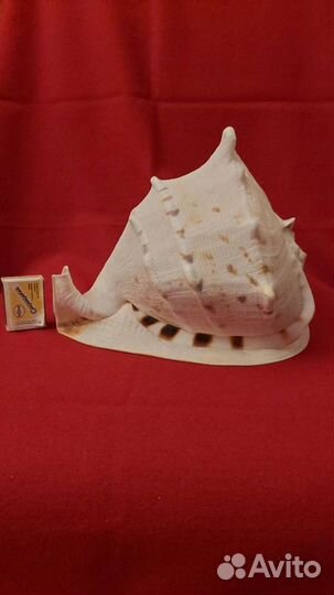 Морская раковина 28/19 см