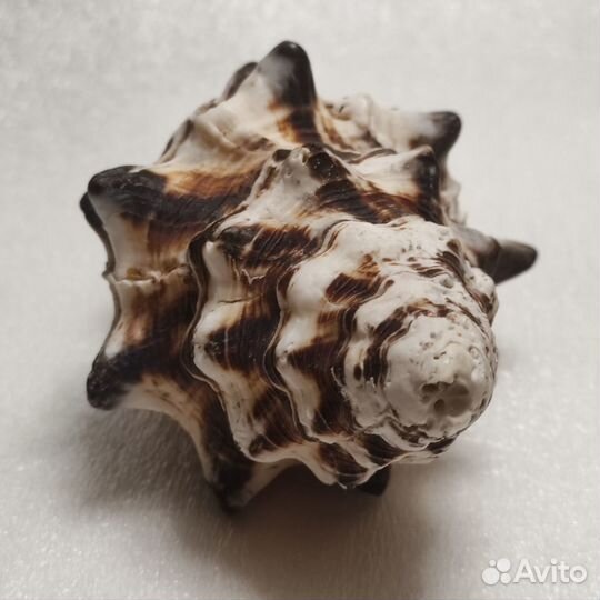 Морская раковина Vasum ceramicum large