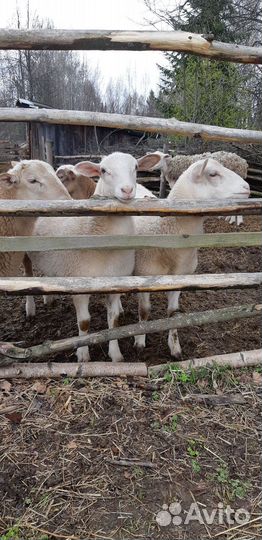 Катумские овцы и ягнята