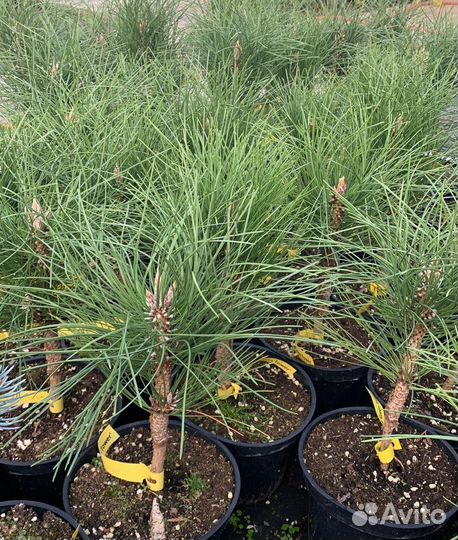 Сосны чёрные Спилберг,Грин Тауэр,Комет,Орегон Грин