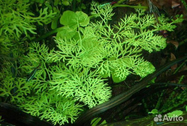 Аквариумное растение индийский папоротник