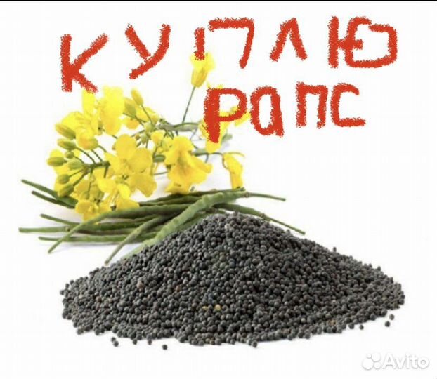 Рапс 29 с ндс