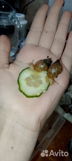 Улитки ахатины