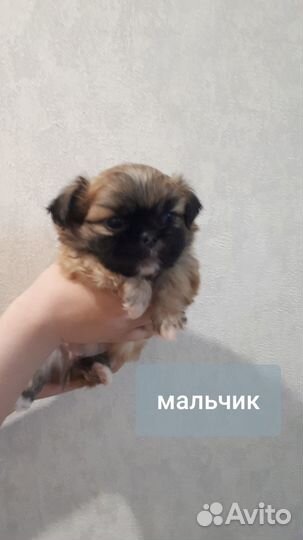 Щенки пекинеса