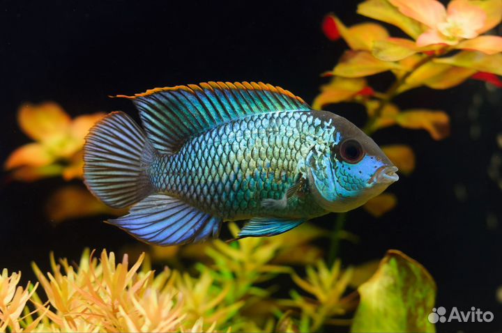 Продаю мальков рыбок