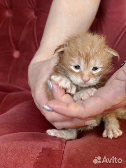 Котята мейн-кун полидакт