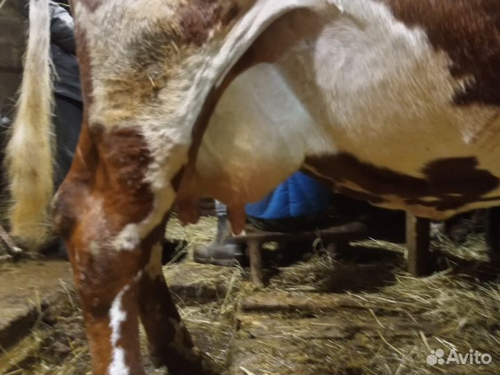 Корова дойная, крытая 10 марта, айширская 100%