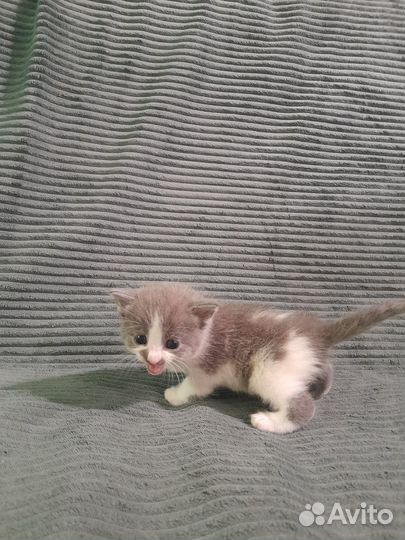 Котята в добрые руки даром