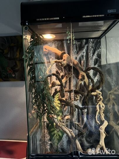 Флорариум хабитат террариум для хамелеона