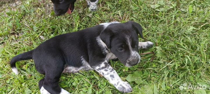 Отдам щенков