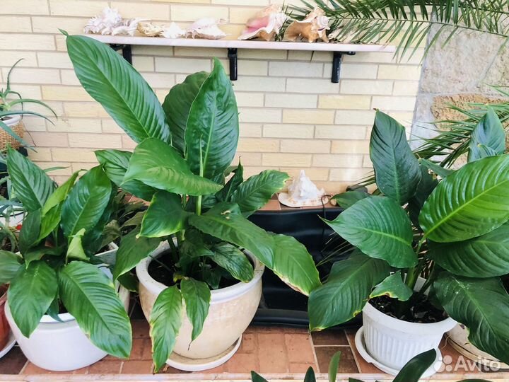 Цветы домашние в горшках