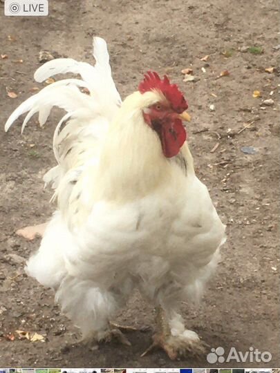 Инкубационное яйцо