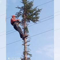 Покос травы, спил деревьев