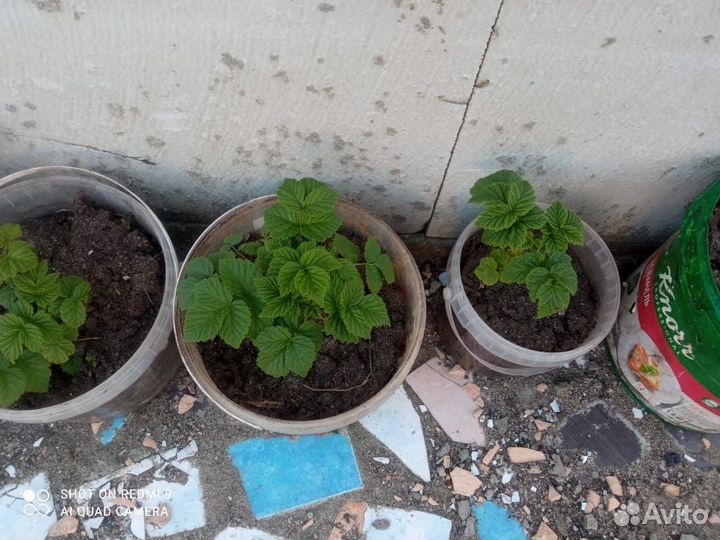 Продам цветы, рассаду
