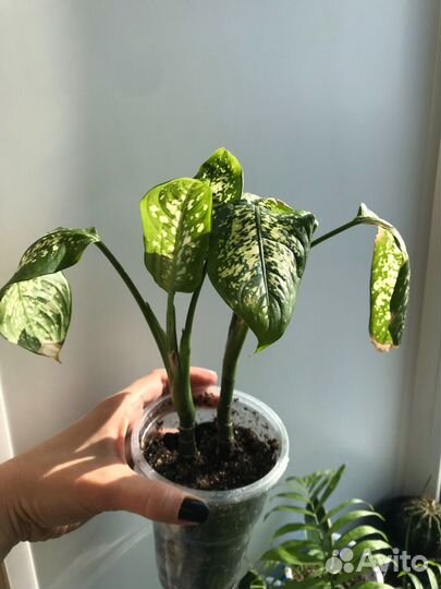 Комнатные растения цветы