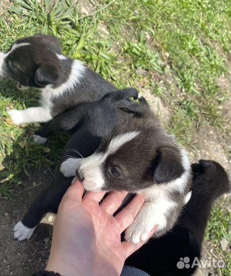 Малыши (щенки) ищут дом