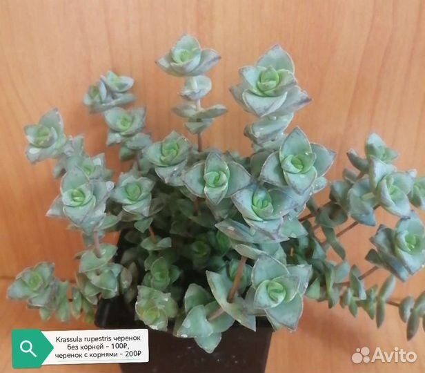 Кактусы и излишки суккулентов - детки