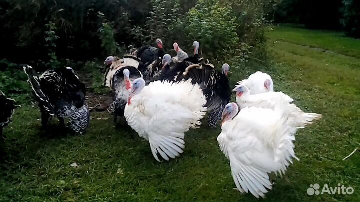 Продаю индюков