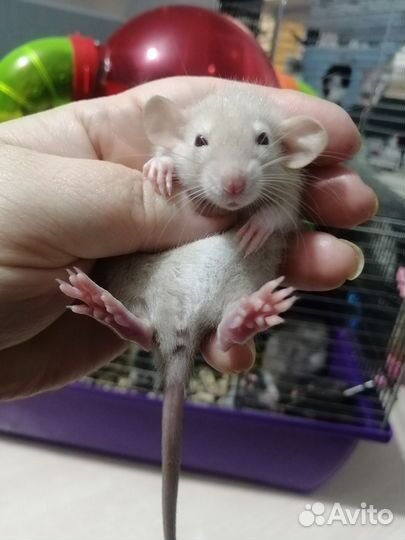 Крыса крысята дамбо рекс