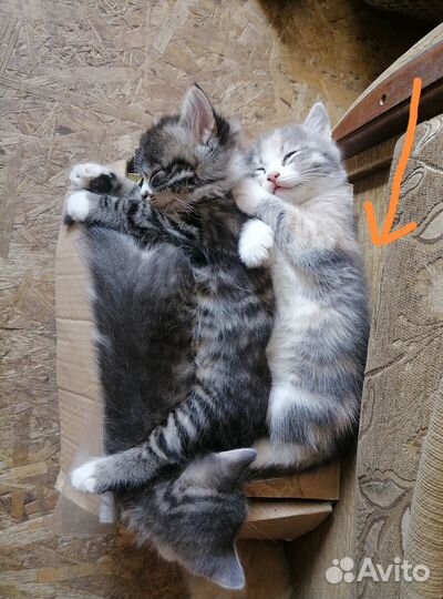 Кошечка в добрые руки бесплатно