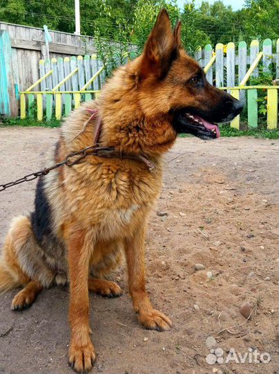 Щенок немецкой овчарки