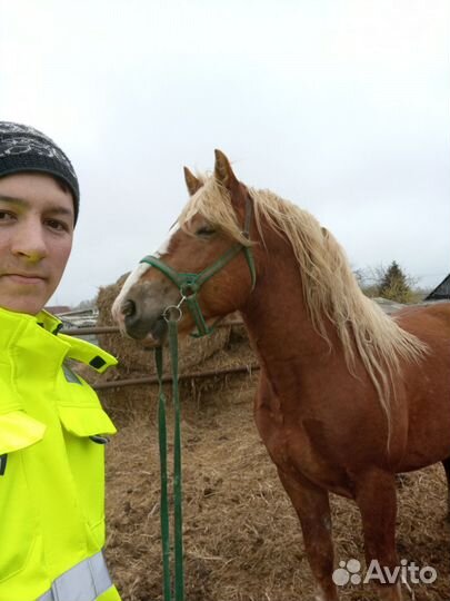 Заездка лошади