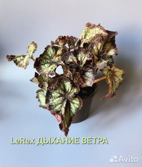 Бегония Дыхание Ветра