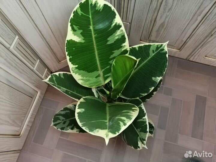 Фикус эластика Тинеке