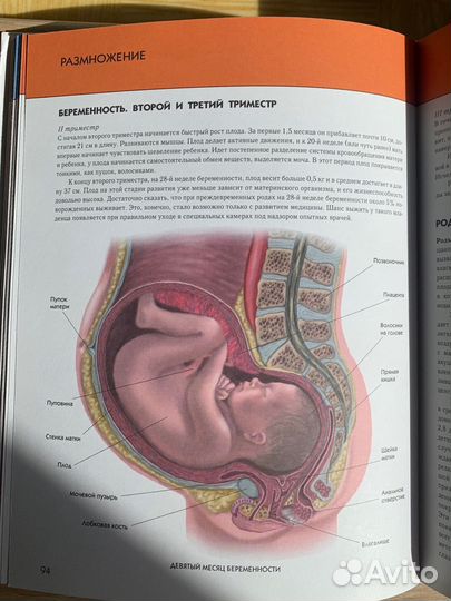 Человек полная энциклопедия Юлия Школьник