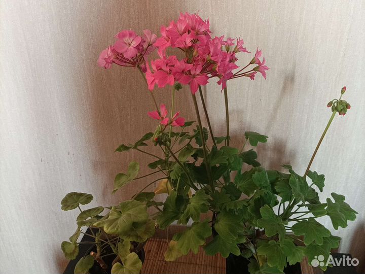 Хлорофитум, молочай, пеларгония