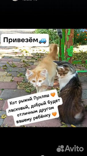 Котята в добрые руки