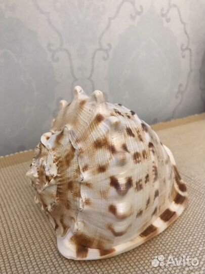 Ракушка морская для аквариума, очень красивая.Без