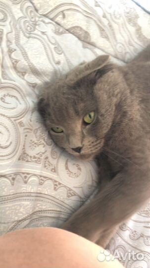 Кошки вислоухие